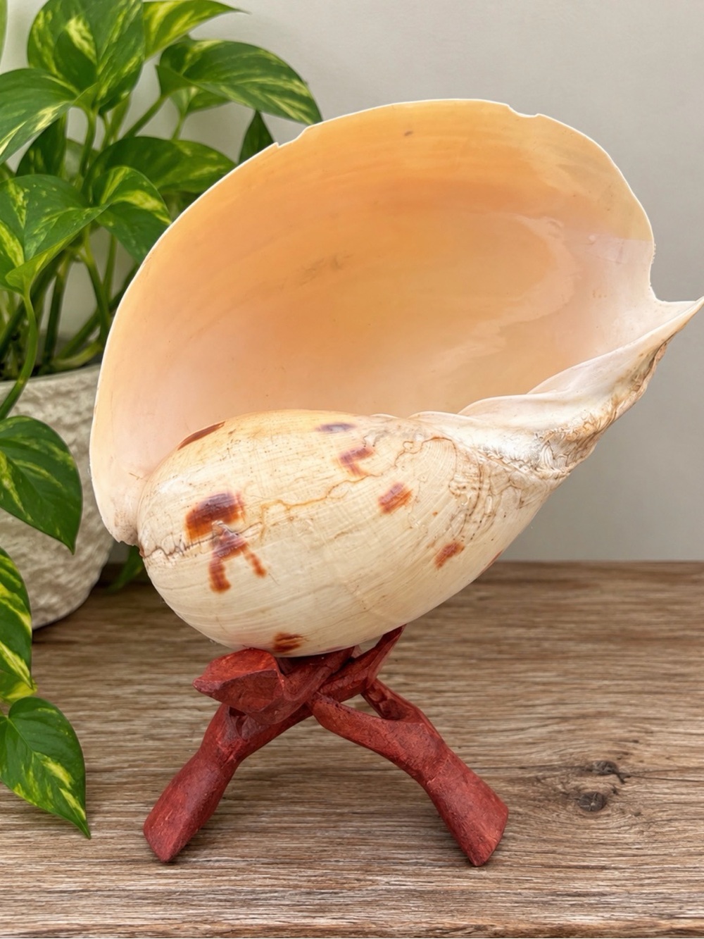 Crowned Melon Baler | Wooden Stand